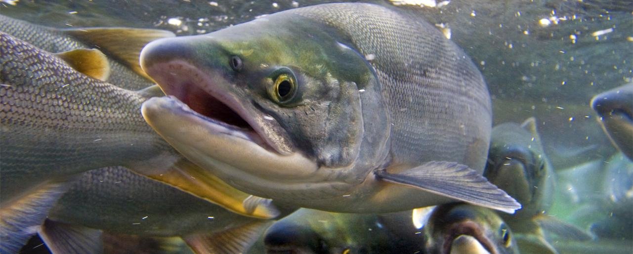 Камчатские рыбопромышленники вложат миллионы рублей в авиаучеты лососей и мойвы в местных реках